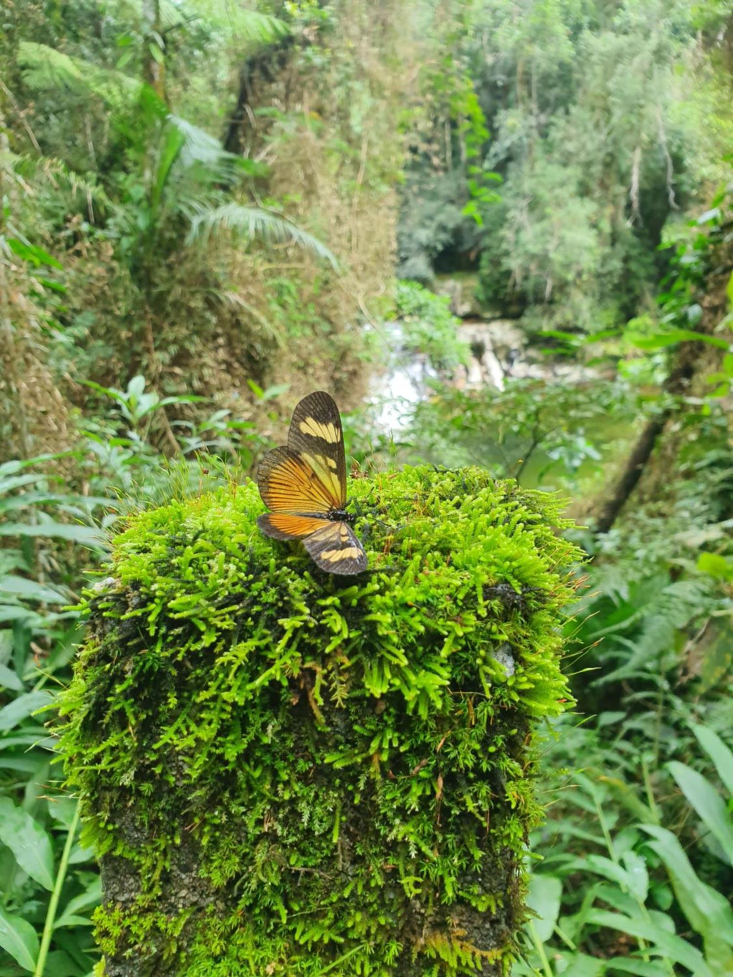 Отель Sitio Mae Terra Afonso  Экстерьер фото